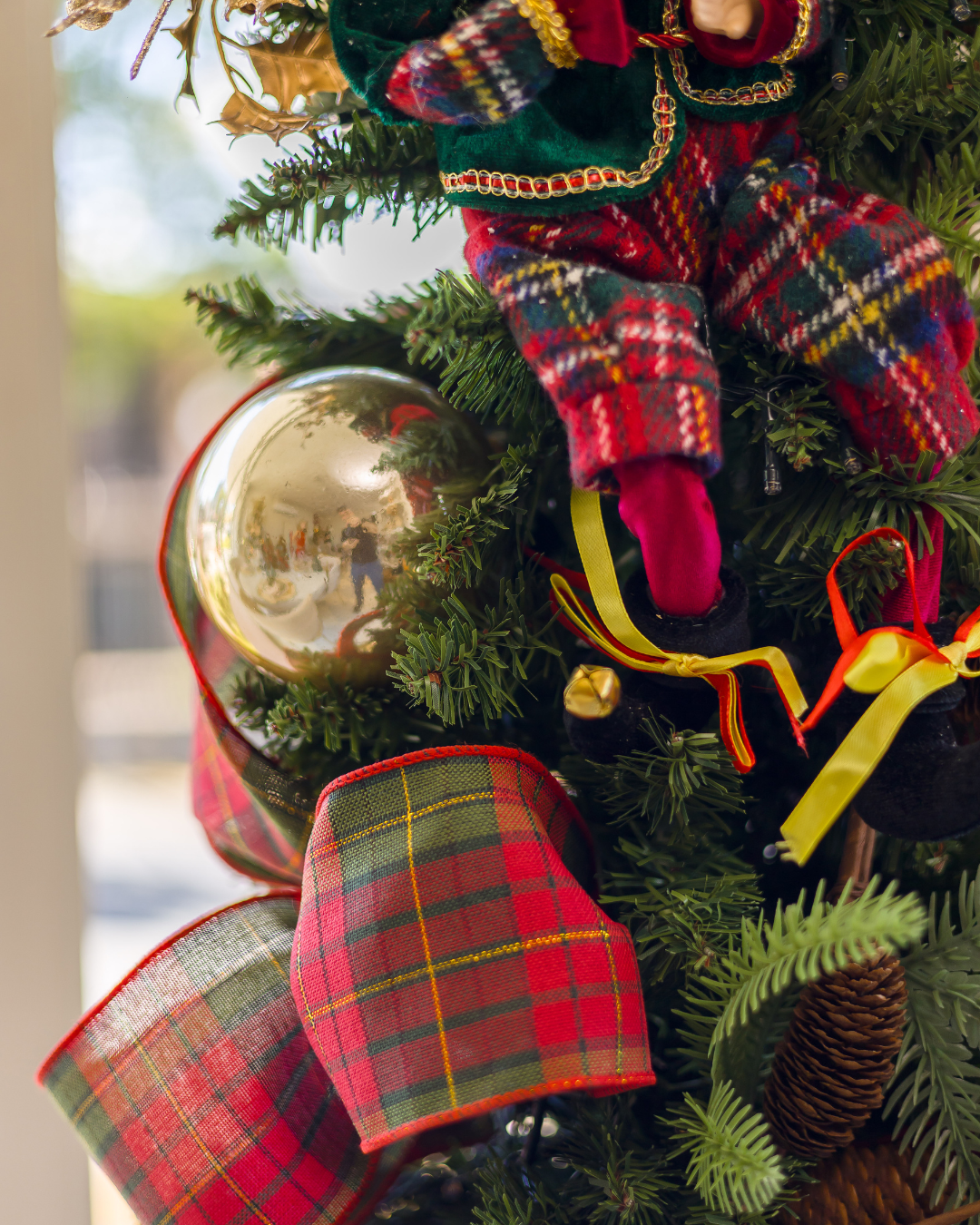 Árvore Highlands – 1,78m