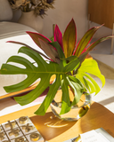 Vaso Decorativo de Vidro – Transparente com Verde