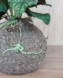 Kokedama Hortelã - 01 Un