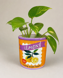 Vaso em Cerâmica Citrus Fresh - 10x10cm