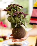 Kokedama Hortelã - 01 Un