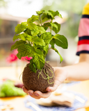 Kokedama Hortelã - 01 Un