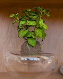 Kokedama Hortelã - 01 Un